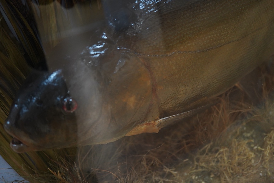 A taxidermy tench in a glazed bow fronted case, the glass with applied gilt lettering reading; ‘Tench 4lbs 1oz, Caught by F. Hayworth Jolley Anglers June 19th. 1931.’, 63.5cm wide, 34.5cm high